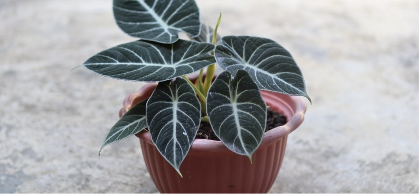 Alocasia