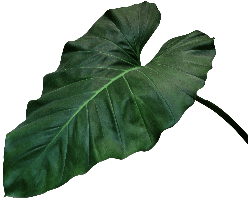 Alocasia