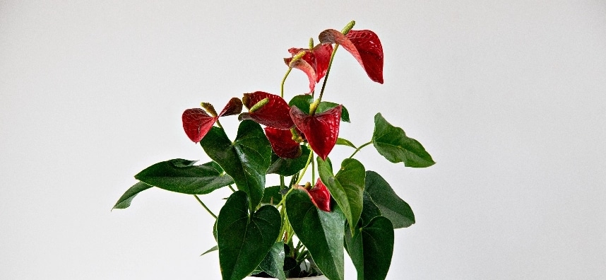 Anthurium