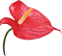 anthurium